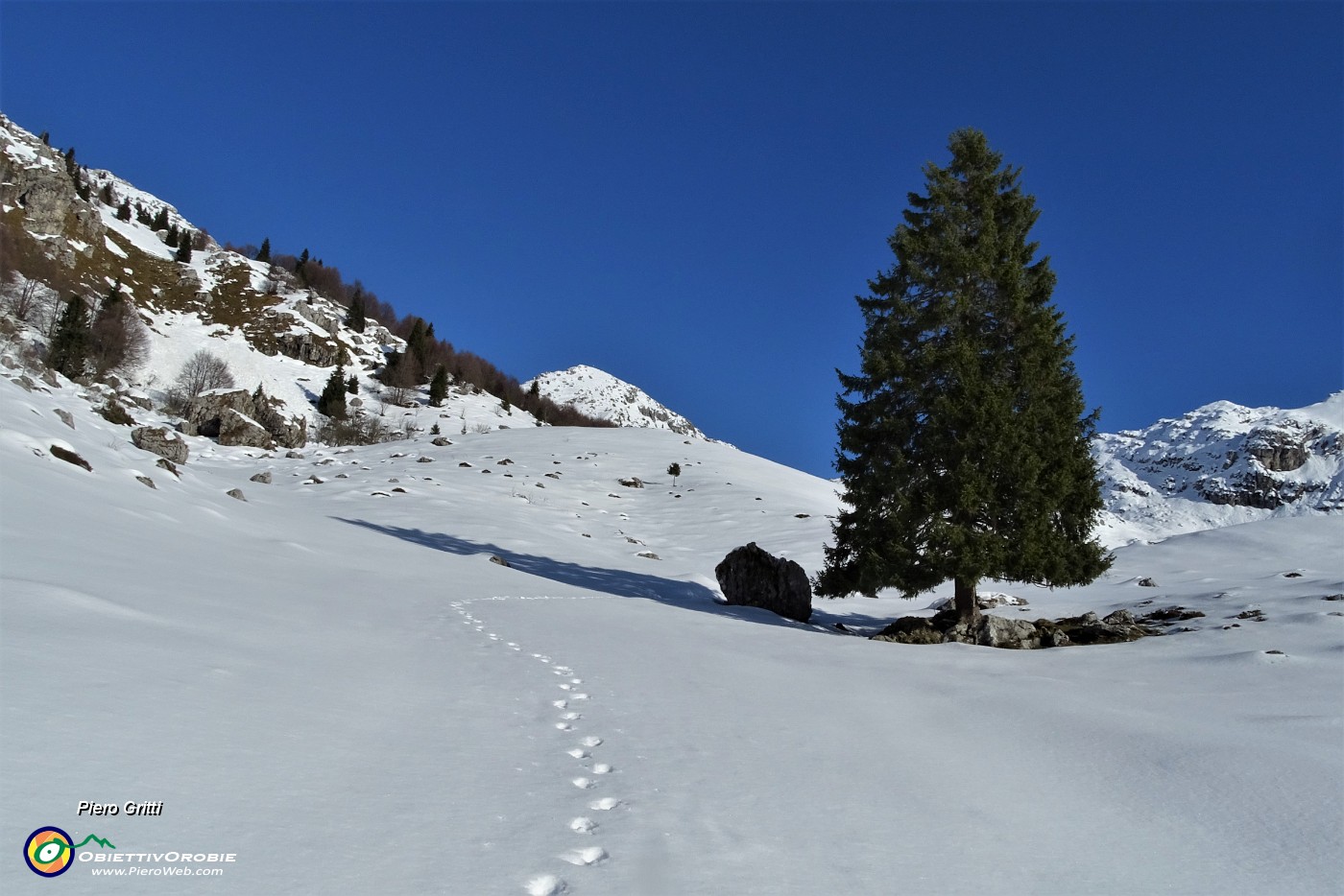 28 Alto pino solitario sui pascoli innevati.JPG